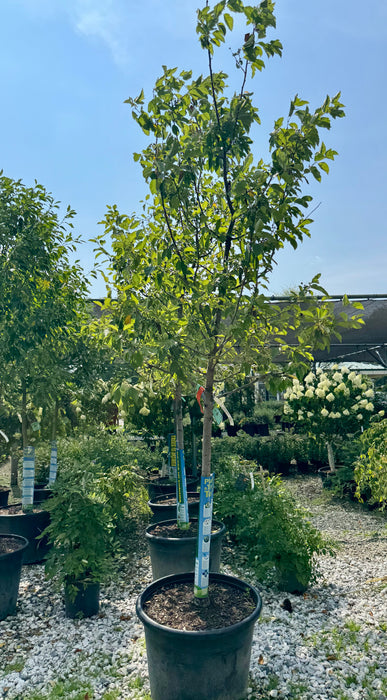 XL Red Jewel Crabapple