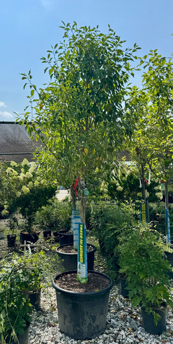 XL Spring Snow Flowering Crabapple