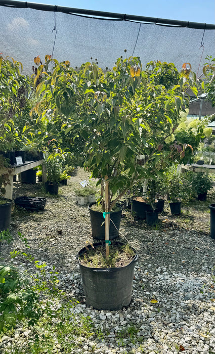 XL Scarlet Fire Kousa Dogwood