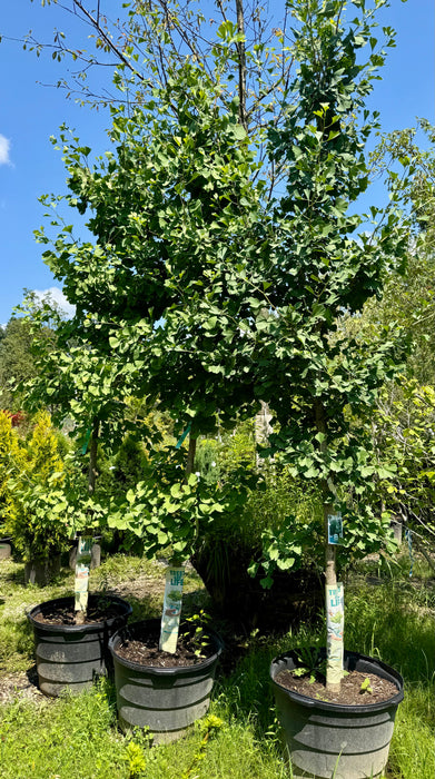 XL Ginkgo Tree (Maidenhair Tree)