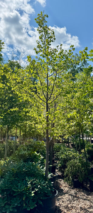 XL Greenspire Linden