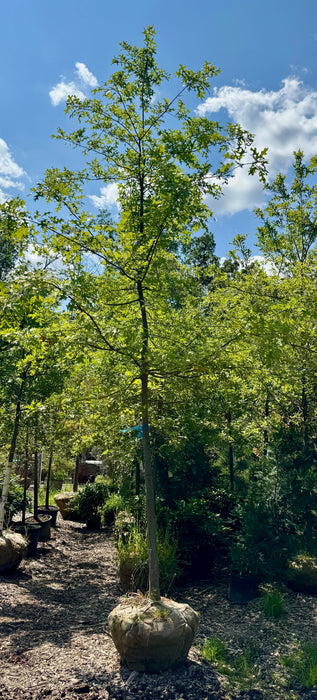 XL Pin Oak