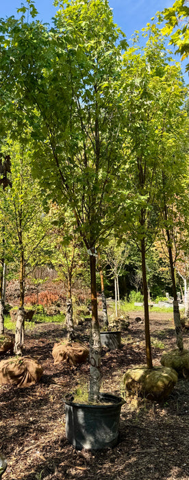 XL Armstrong Columnar Red Maple
