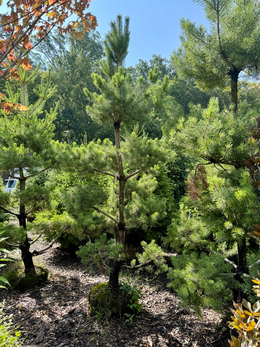 XL Poodle Pom Pom Scotch Pine