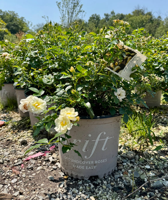 Popcorn Drift® Groundcover Rose