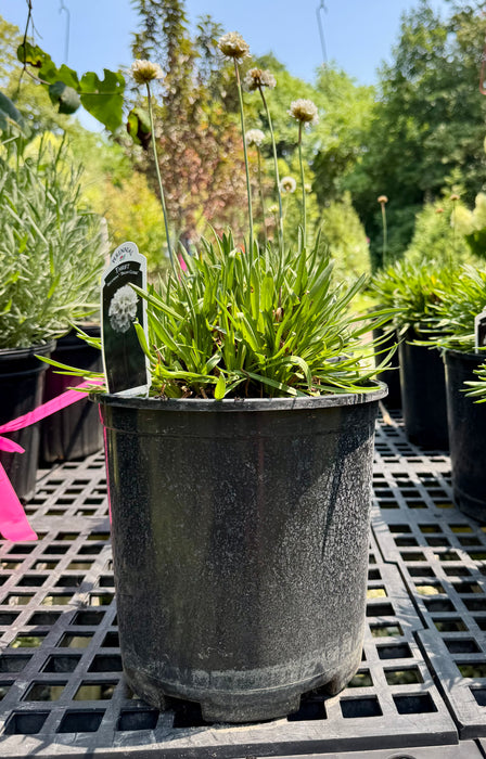 Dreameria Dream Clouds Thrift