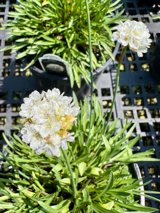 Dreameria Dream Clouds Thrift