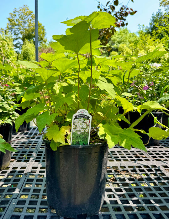 Honorine Jobert Windflower (Anemone)