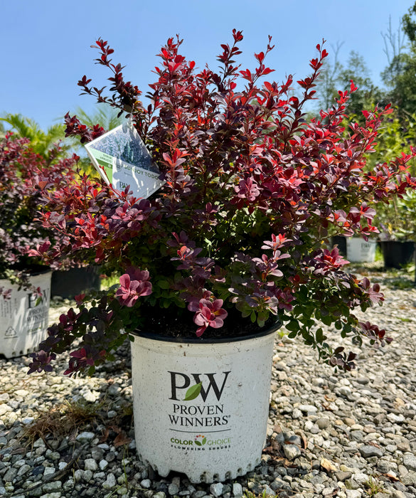 Sunjoy Todo Barberry