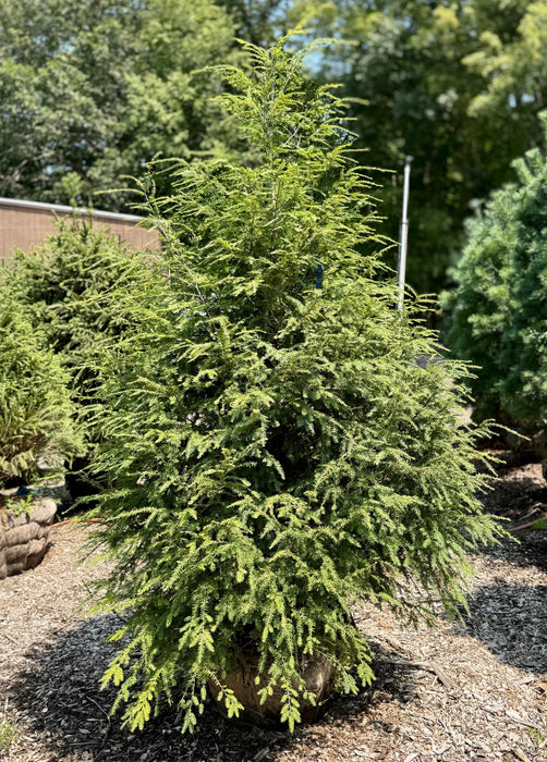 XL Canadian Hemlock