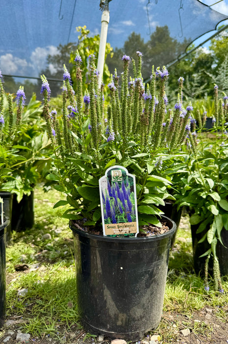 Royal Candles Speedwell