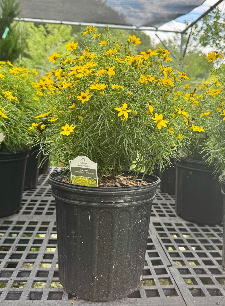 Zagreb Tickseed Coreopsis For Sale Online! | Great Yellow Blooms