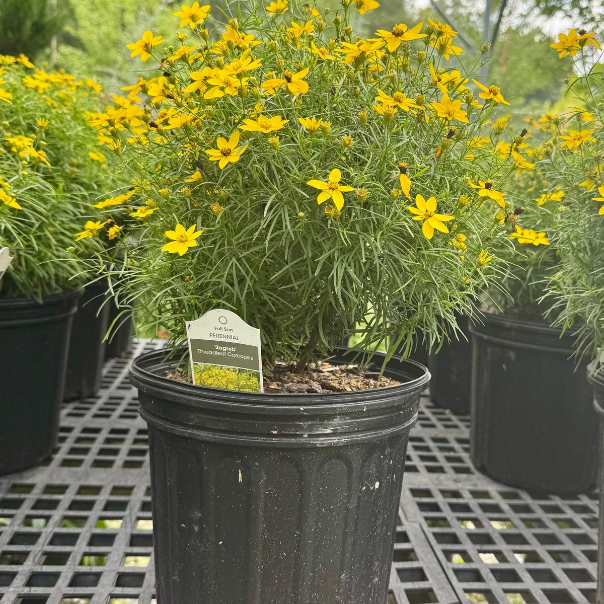 Zagreb Tickseed Coreopsis For Sale Online! | Great Yellow Blooms