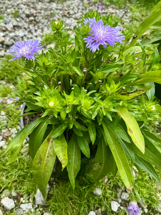 Peachie's Pick Stoke Aster