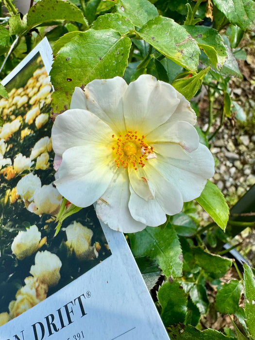 Popcorn Drift® Groundcover Rose