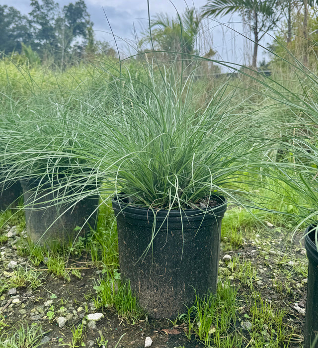 Adagio Dwarf Maiden Grass