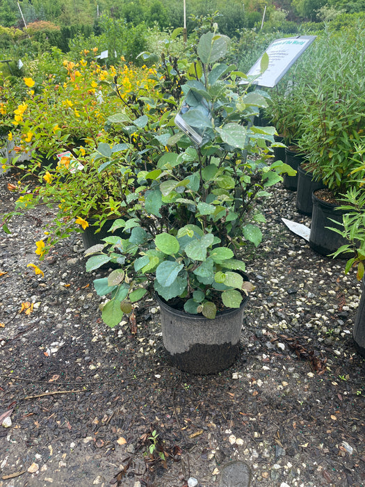 Blue Shadow Fothergilla