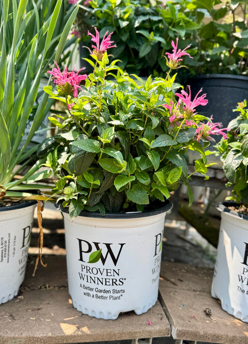 Pardon My Rose Bee Balm