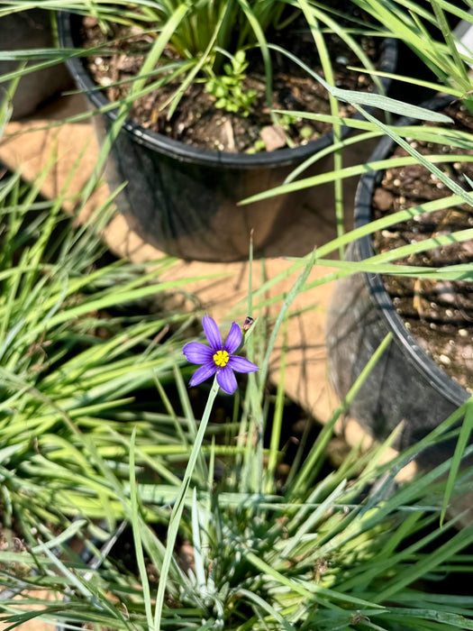 Lucerne Blue-Eyed Grass