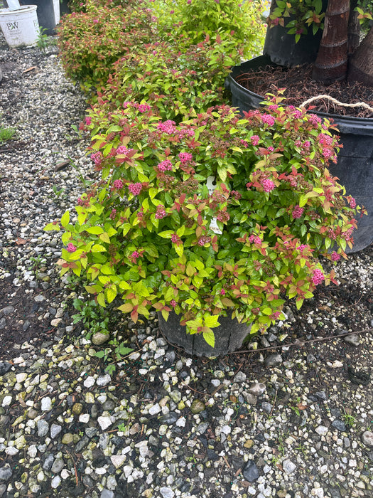 Daphne Spirea