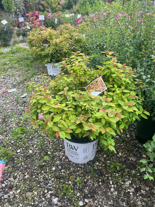 Double Play Big Bang® Spirea