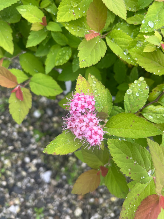 Double Play Big Bang® Spirea