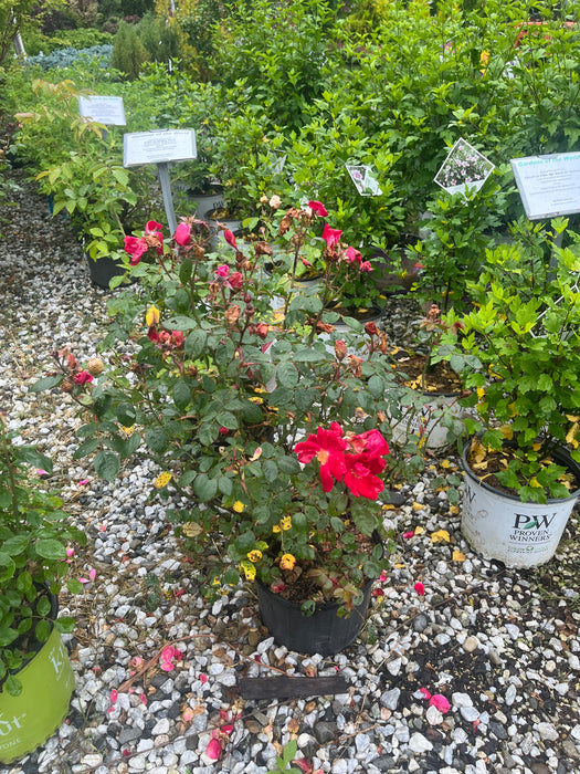 Winner's Circle Rose