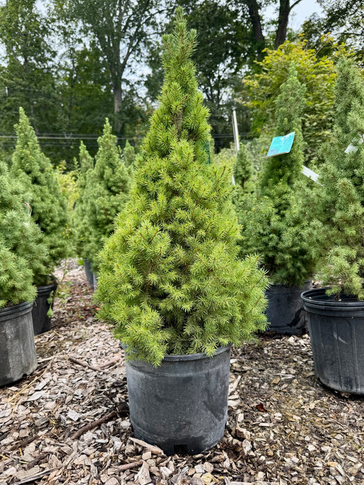 Dwarf Alberta Spruce