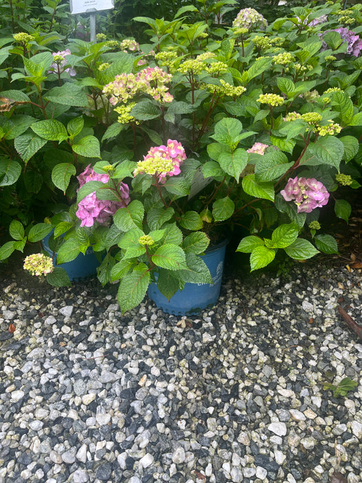 Endless Summer® BloomStruck® Hydrangea