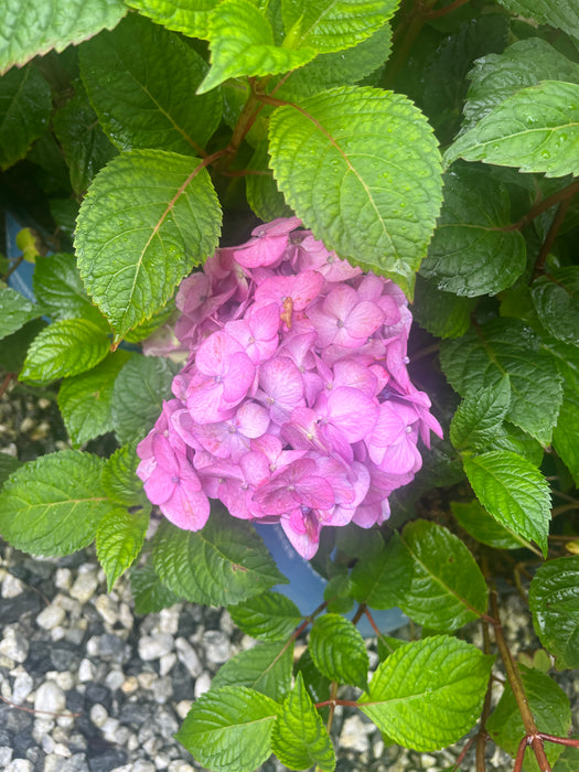Endless Summer® BloomStruck® Hydrangea
