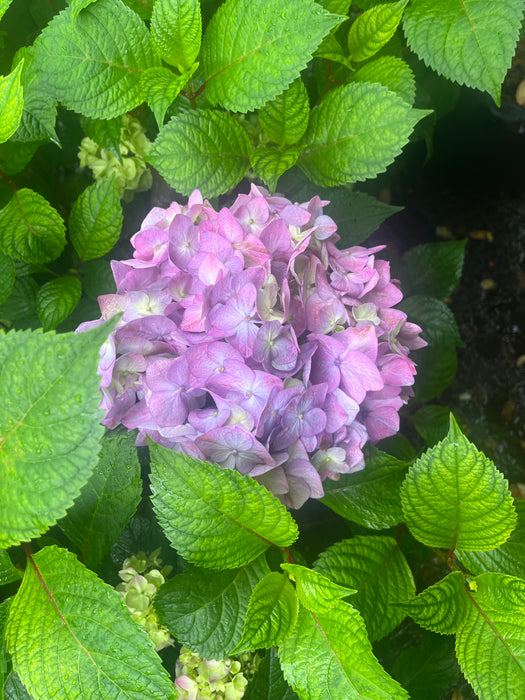 Endless Summer® BloomStruck® Hydrangea