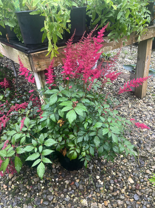Montgomery Astilbe