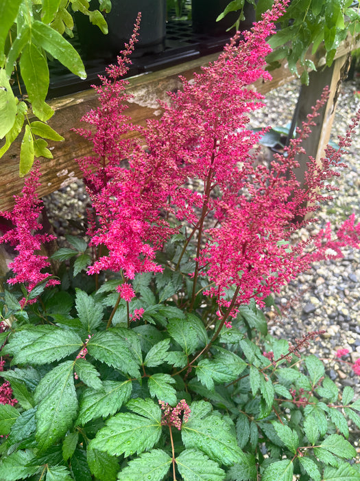 Fanal Astilbe