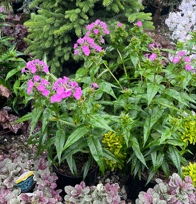 Fashionably Early Flamingo Phlox