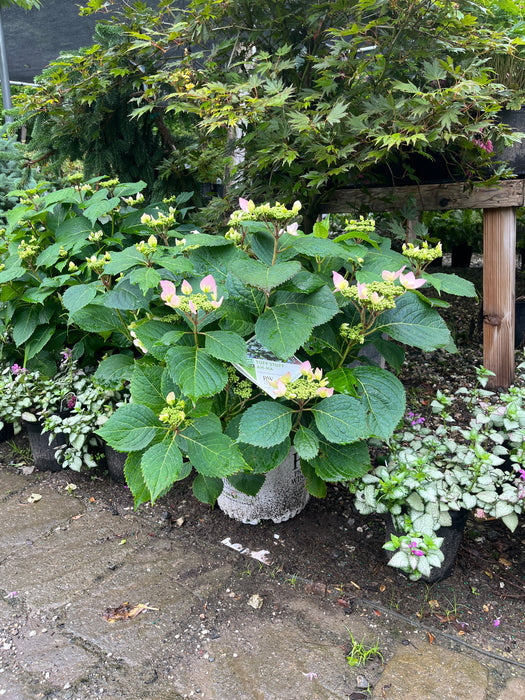 Tuff Stuff Ah-Ha® Hydrangea