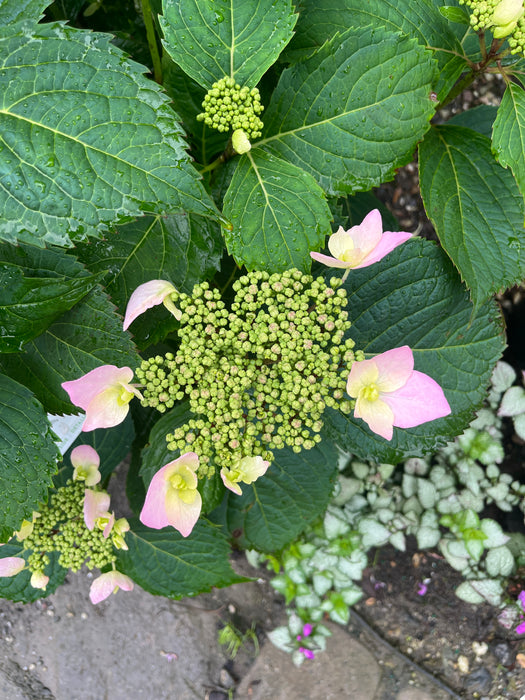 Tuff Stuff Ah-Ha® Hydrangea