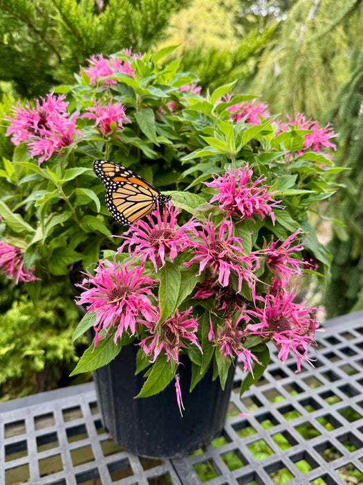 Balmy Pink Bee Balm