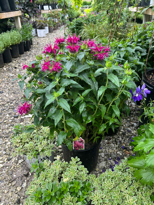 Balmy Purple Bee Balm