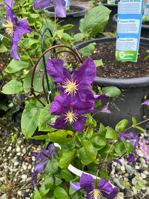 Henryi Clematis
