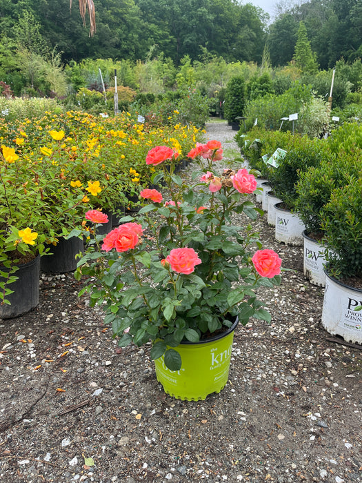 Orange Glow™ Knock Out® Rose