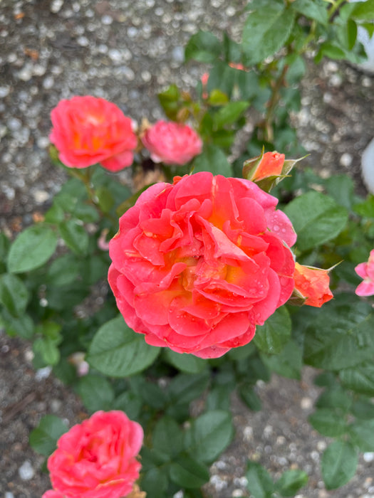 Orange Glow™ Knock Out® Rose