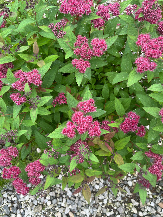 Double Play® Red Spirea