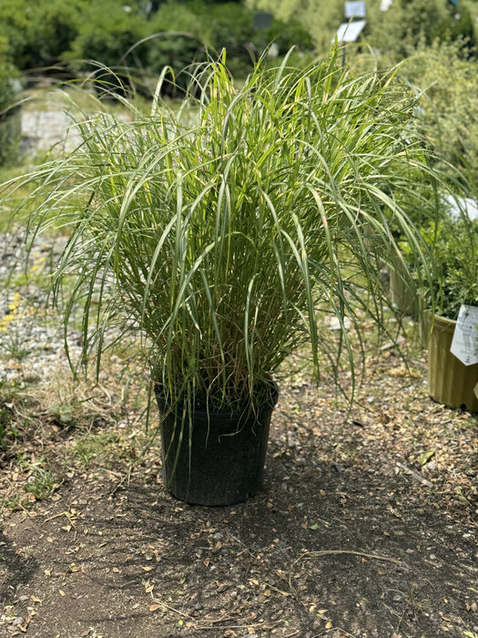 Little Zebra Dwarf Maiden Grass