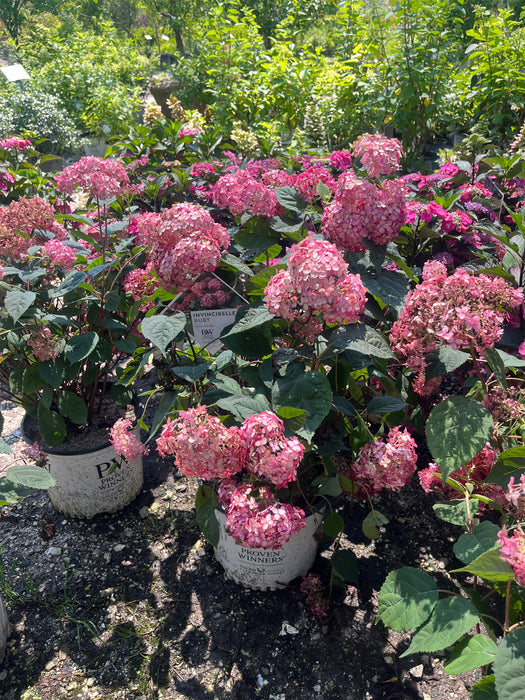 Invincibelle® Ruby Hydrangea