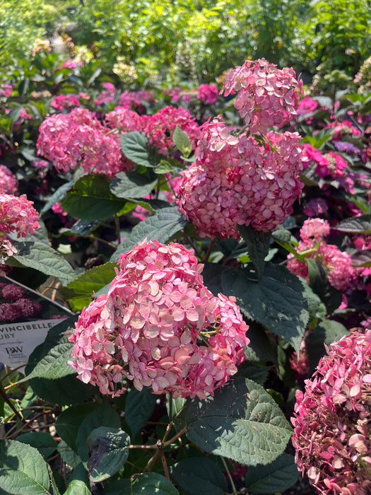 Invincibelle® Ruby Hydrangea