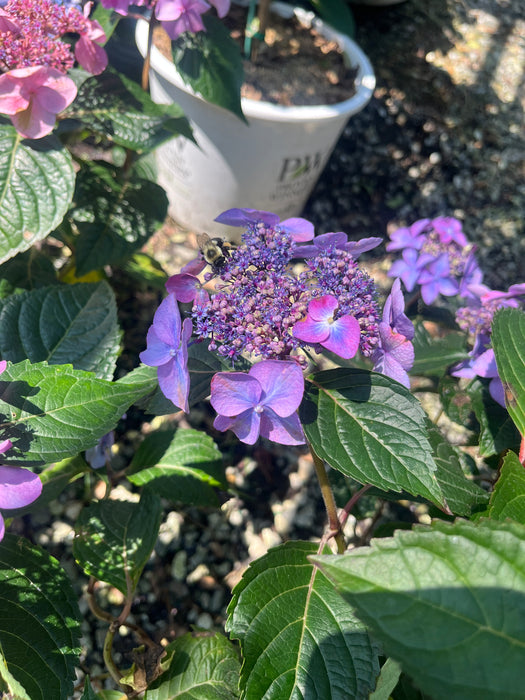 Endless Summer® Pop Star® Hydrangea