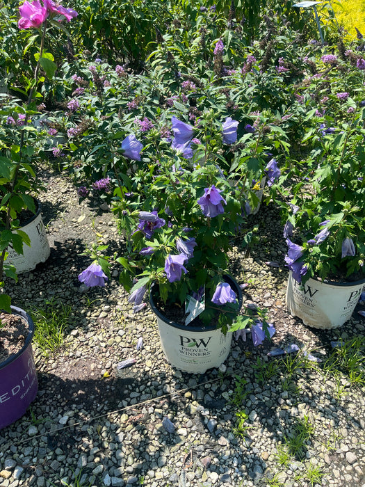 Paraplu Violet® Rose of Sharon