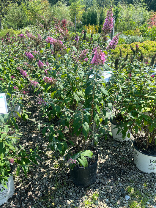 Pink Delight Butterfly Bush