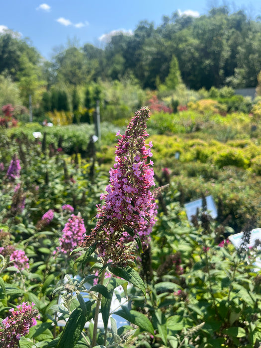 Pink Delight Butterfly Bush