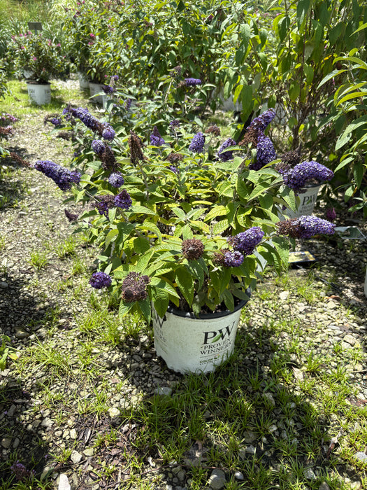 Pugster Blue® Butterfly Bush